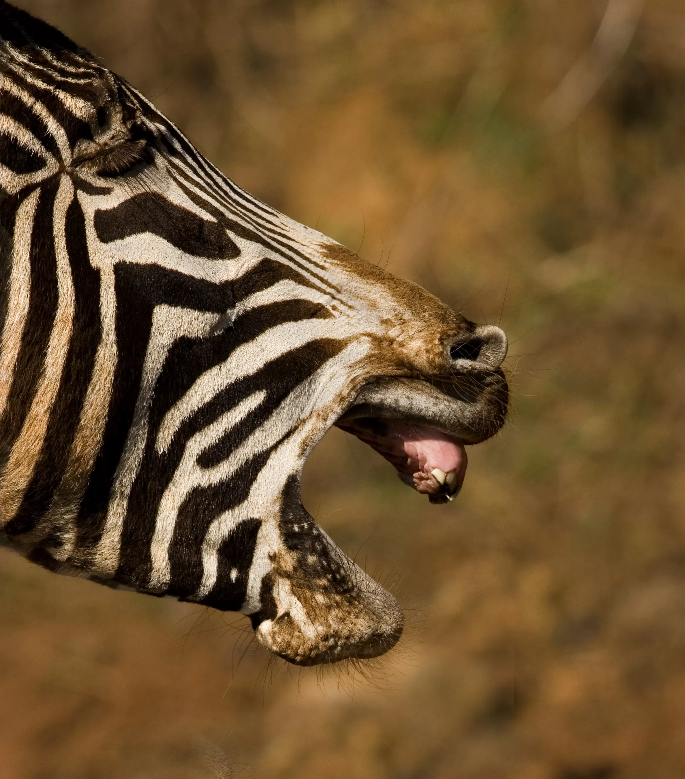cursing zebra image