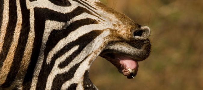 cursing zebra image