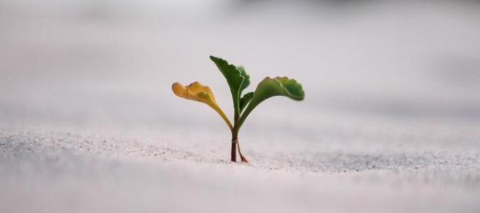 Image of a plant beginning to grow