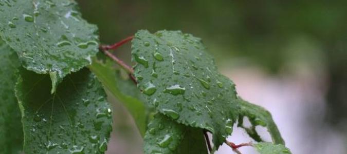 Image of leaves with rain drops on them; photo courtesy of Alexey Golubev from UnSplash