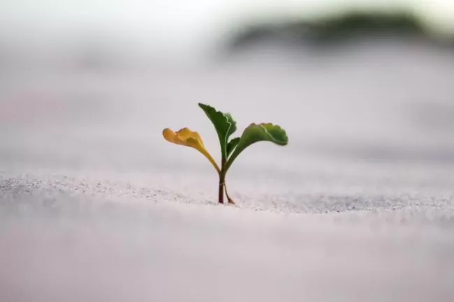 Image of a plant beginning to grow