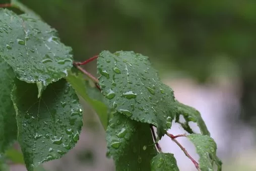 Image of leaves with rain drops on them; photo courtesy of Alexey Golubev from UnSplash