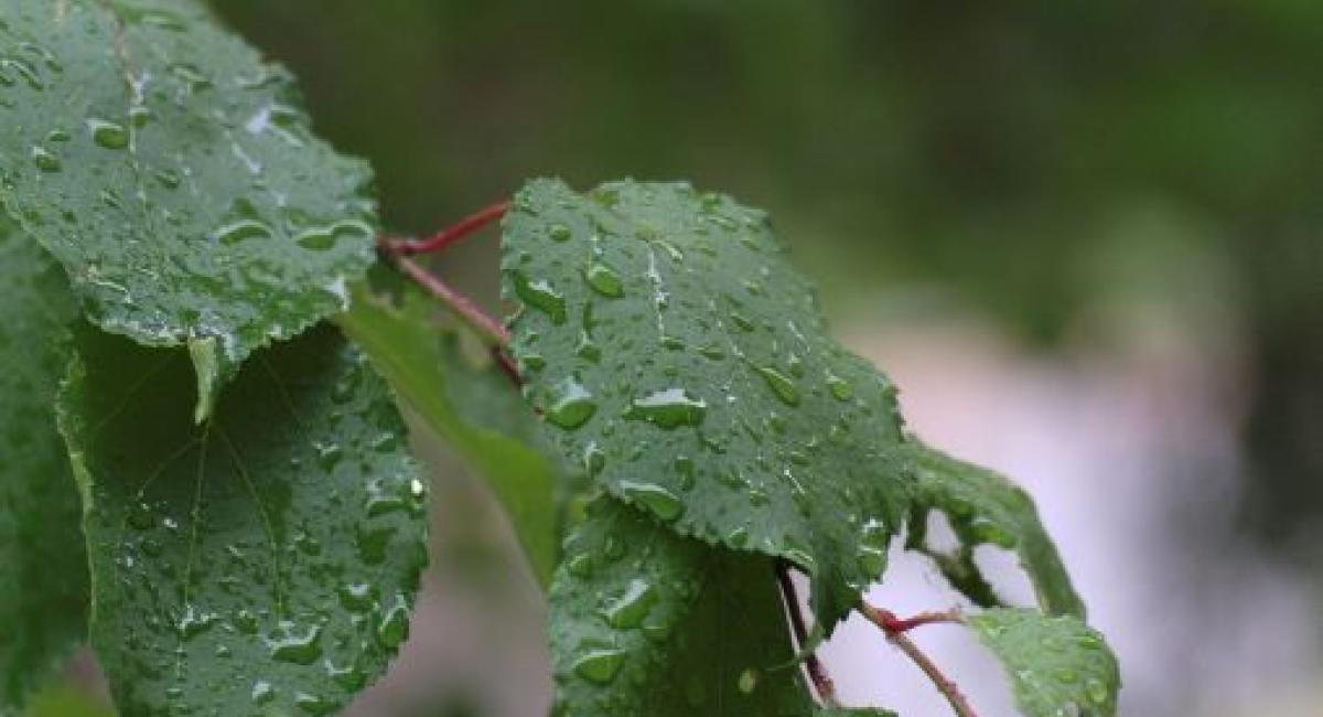 Image of leaves with rain drops on them; photo courtesy of Alexey Golubev from UnSplash